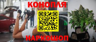 шишки Обь